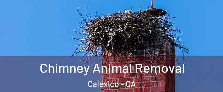 Chimney Animal Removal Calexico - CA