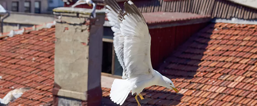 Residential Chimney Animal Removal Solution in Calexico, CA
